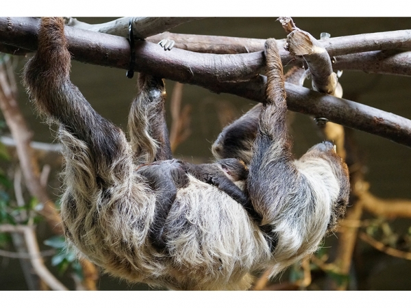 Zoo Dresden - Zweifingerfaultierjungtier und Chinesischer Riesensalamander gestorben