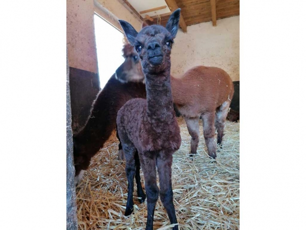 Zoo der Minis in Aue - „Hope“ im Auer Tiergarten „zoo der minis“