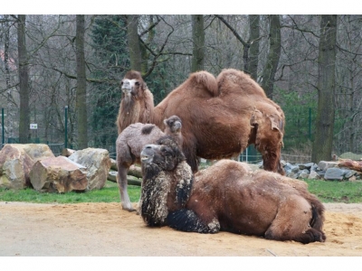 Tierpark Chemnitz - Im Tierpark gibt es weiteren Nachwuchs.