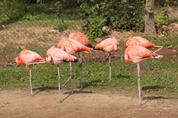 Ein Schlaraffenland für Vögel im Tierpark