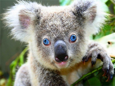 Zoo Dresden - Sydney hat Koala-Jungtier im Beutel