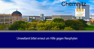 Chemnitz - Umweltamt bittet erneut um Hilfe gegen Neophyten
