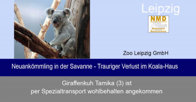 Zoo Leipzig - Neuankömmling in der Savanne - Trauriger Verlust im Koala-Haus