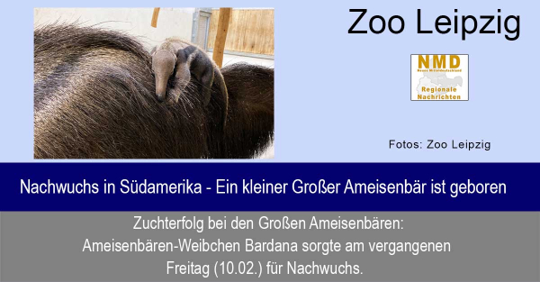 Zoo Leipzig - Nachwuchs in Südamerika - Ein kleiner Großer Ameisenbär ist geboren