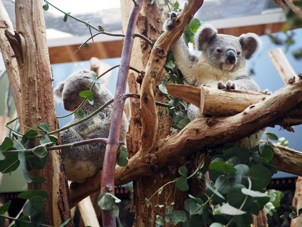 ZOO Leipzig - Koala-Jungtier Bouddi zunehmend allein unterwegs - Prozess der Abnabelung hat begonnen