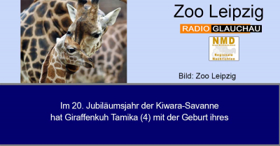 Zoo Leipzig - Im 20. Jubiläumsjahr der Kiwara-Savanne hat Giraffenkuh Tamika (4) mit der Geburt ihres