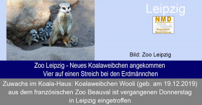 Zoo Leipzig - Neues Koalaweibchen angekommen - Vier auf einen Streich bei den Erdmännchen