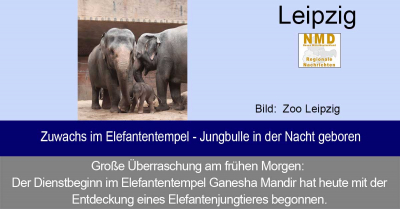 Zoo Leipzig - Zuwachs im Elefantentempel - Jungbulle in der Nacht geboren