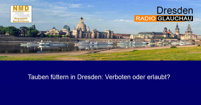 Dresden - Tauben füttern in Dresden: Verboten oder erlaubt?
