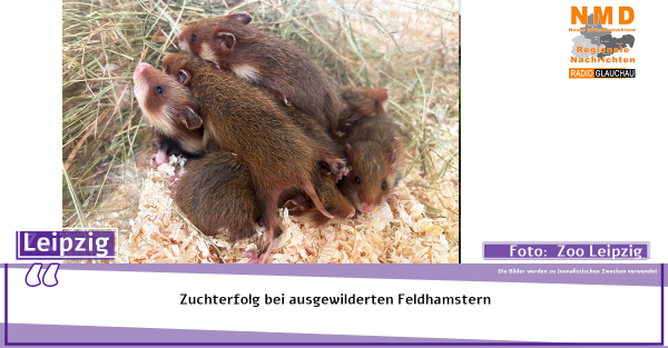 Zoo Leipzig - Zuchterfolg bei ausgewilderten Feldhamstern