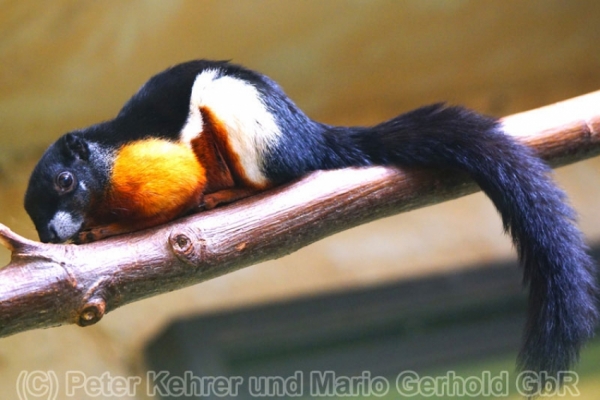 Der Zoo Dresden - Nächster Halt: Afrika - Nächster Halt: Panometer Dresden