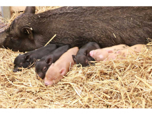 Minischwein-Mama Bärbel mit ihrem Nachwuchs