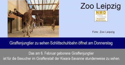 Zoo Leipzig - Giraffenjungtier zu sehen Schlittschuhbahn öffnet am Donnerstag