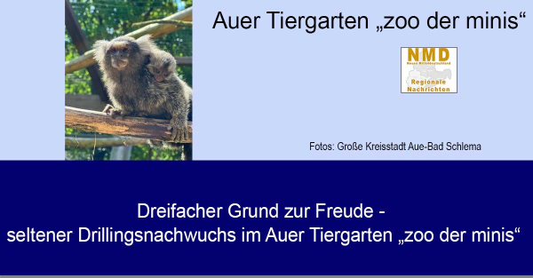Dreifacher Grund zur Freude - seltener Drillingsnachwuchs im Auer Tiergarten „zoo der minis“