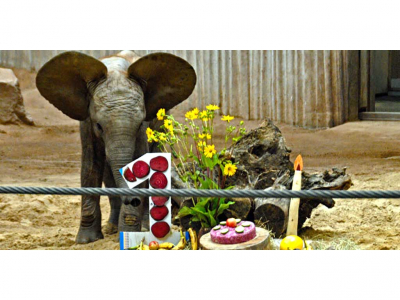 Ein kleiner Elefant mit einer Torte zum 1. Geburtstag
