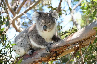 Zoo Dresden - Koalaweibchen Sydney auf „Hochzeitsreise“ im Zoo Duisburg