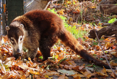 ZOO Leipzig - Ehrenpatenschaft für Weißrüssel-Nasenbären