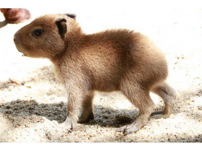 Tierpark Chemnitz - Tierpark Chemnitz: Nachwuchs bei den Capybaras