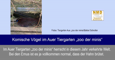 Zoo der Minis Aue - Komische Vögel im Auer Tiergarten „zoo der minis“