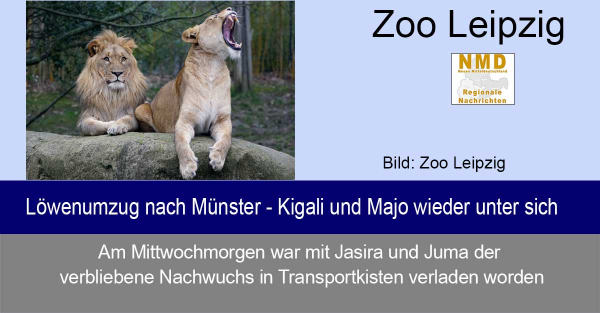 Zoo Leipzig - Löwenumzug nach Münster - Kigali und Majo wieder unter sich