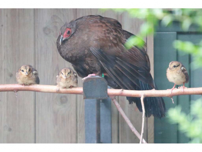 Tierpark Chemnitz - Nachwuchs bei seltener Fasanenart