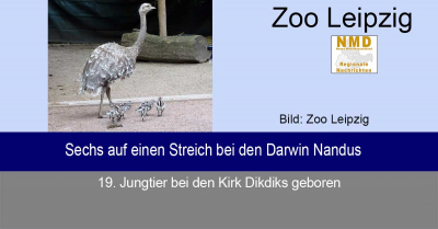 Zoo Leipzig - Sechs auf einen Streich bei den Darwin Nandus