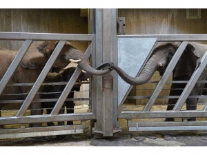 Bergzoo Halle - Elefantenkuh Pori im Bergzoo Halle eingetroffen