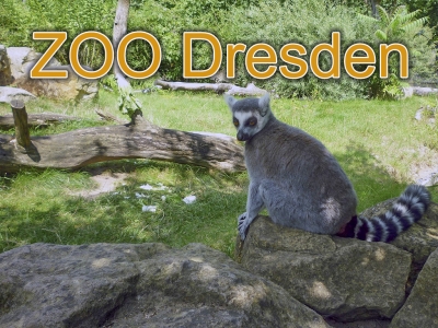 Zoo Dresden - Neuer Zebranachwuchs im Zoo Dresden