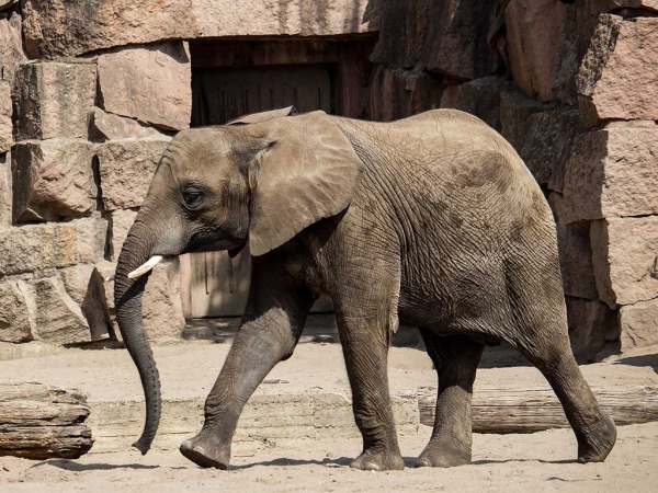 Zoo Dresden - Elefanten futtern Dresdens höchsten Weihnachtsbaum!