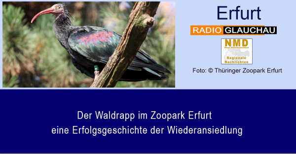 Zoo Park Erfurt - Der Waldrapp im Zoopark Erfurt - eine Erfolgsgeschichte der Wiederansiedlung