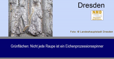 Dresden - Grünflächen: Nicht jede Raupe ist ein Eichenprozessionsspinner