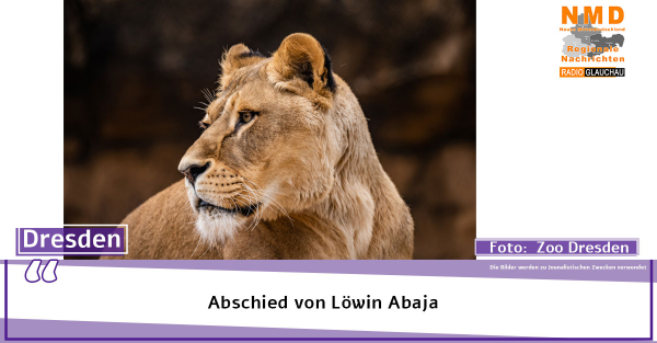 Zoo Dresden - Abschied von Löwin Abaja