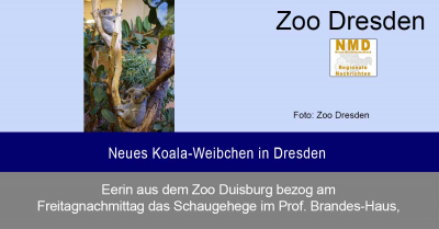 Zoo Dresden - Neues Koala-Weibchen in Dresden