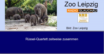 Zoo Leipzig - Rüssel-Quartett zeitweise zusammen