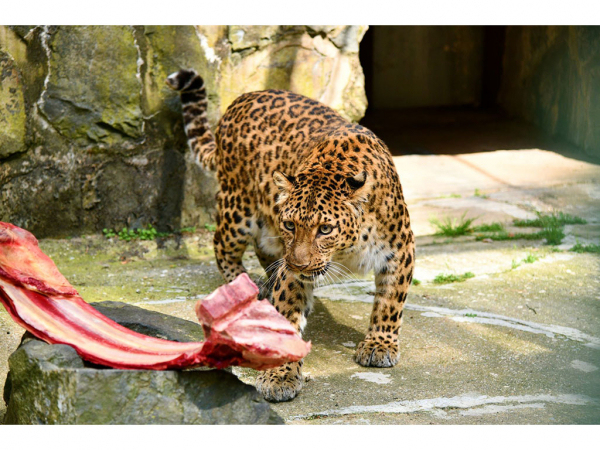 Gera - Große Trauer um China-Leopardin Orpha im Ostthüringer Waldzoo Gera