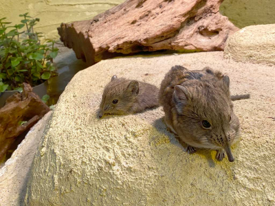 Zoo der Minis in Aue - Geburten eines süßen und sehr seltenen Suri-Alpakafohlens und von zwei Kurzohrrüsselspringerbabies