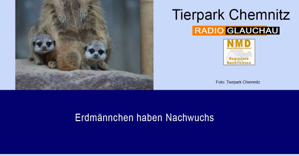 Tierpark Chemnitz - Erdmännchen haben Nachwuchs